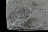 Pennsylvanian Fossil Fern & Bivalve Plate - Kinney Quarry, NM #80516-5